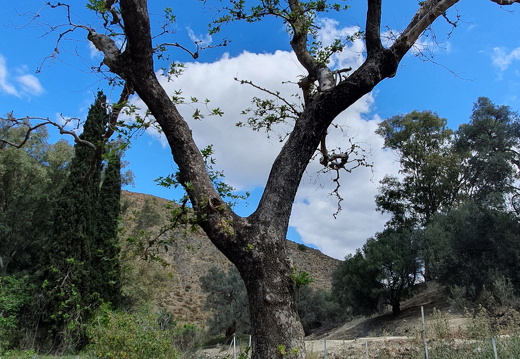 Crète, Gortyne, platane de Zeus