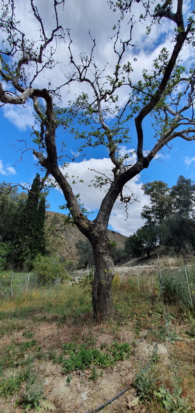 Crète, Gortyne, platane de Zeus.jpg